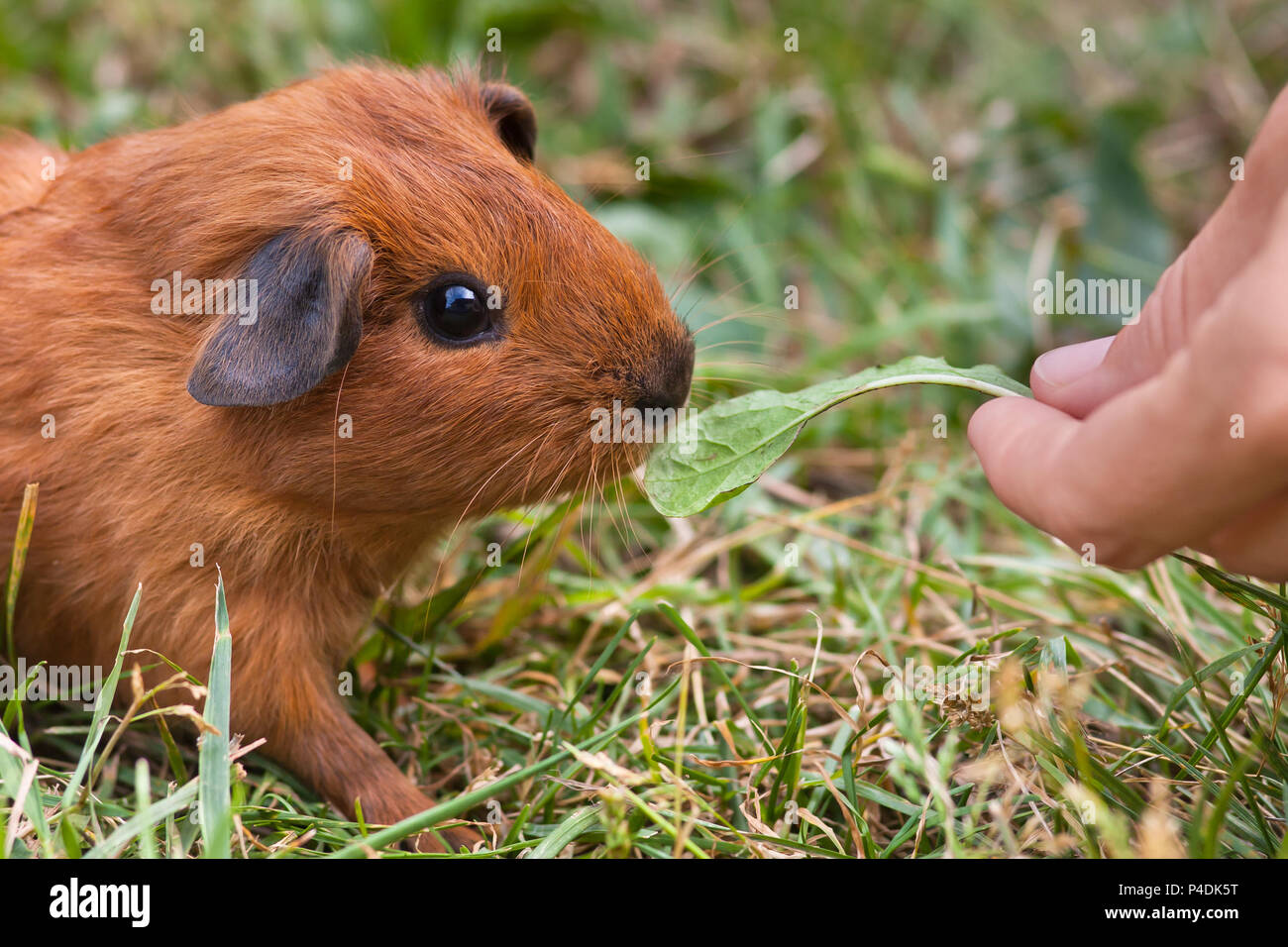 Alimentazione manuale giovane cavia con il tarassaco Foto Stock