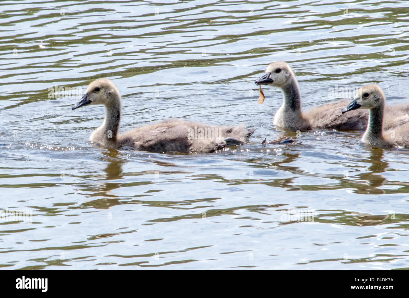 Tre piccoli goslings stare insieme come la ricerca di cibo, uno persino porta uno snack con lui Foto Stock