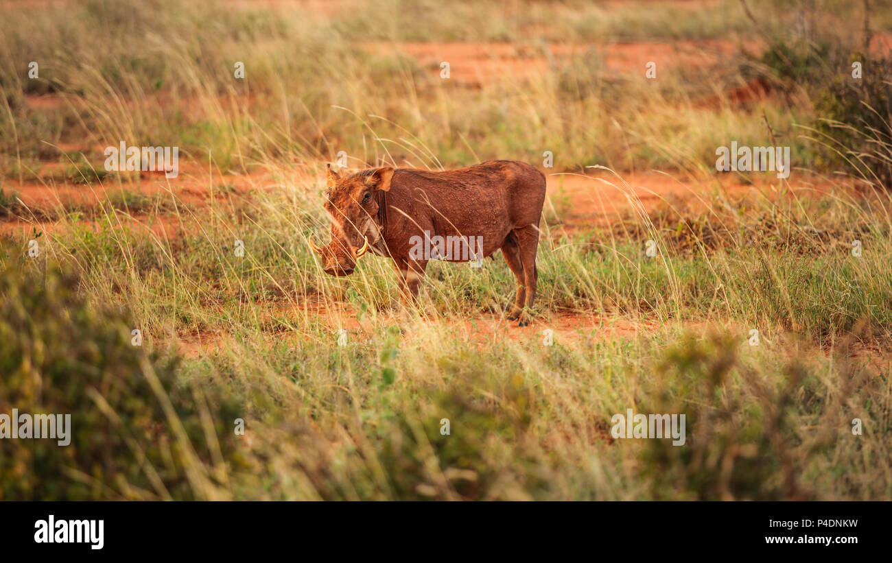 Deserto warthog (Phacochoerus aethiopicus) a piedi nella savana illuminata dal sole del pomeriggio. Parco Nazionale della Sierra Nevada, Spagna Foto Stock