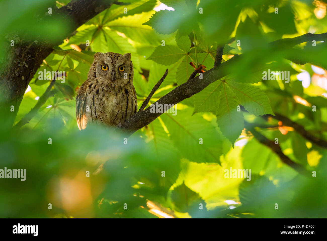 Assiolo - Otus scops, bello piccolo gufo da foreste europee e dei boschi, Rodope Orientale Montagne, Bulgaria. Foto Stock