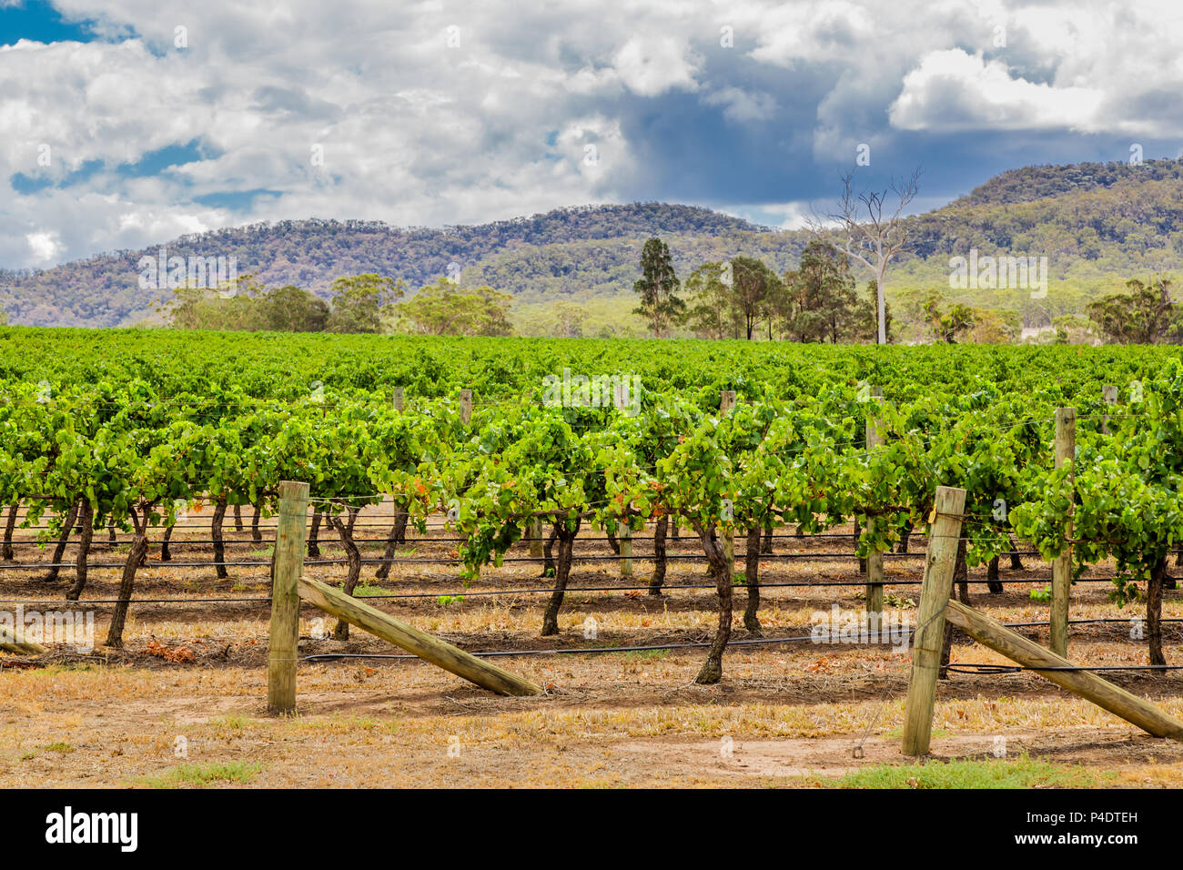 La vite in due fiumi Hunter Valley vini. Denman, NSW, Australia. Foto Stock