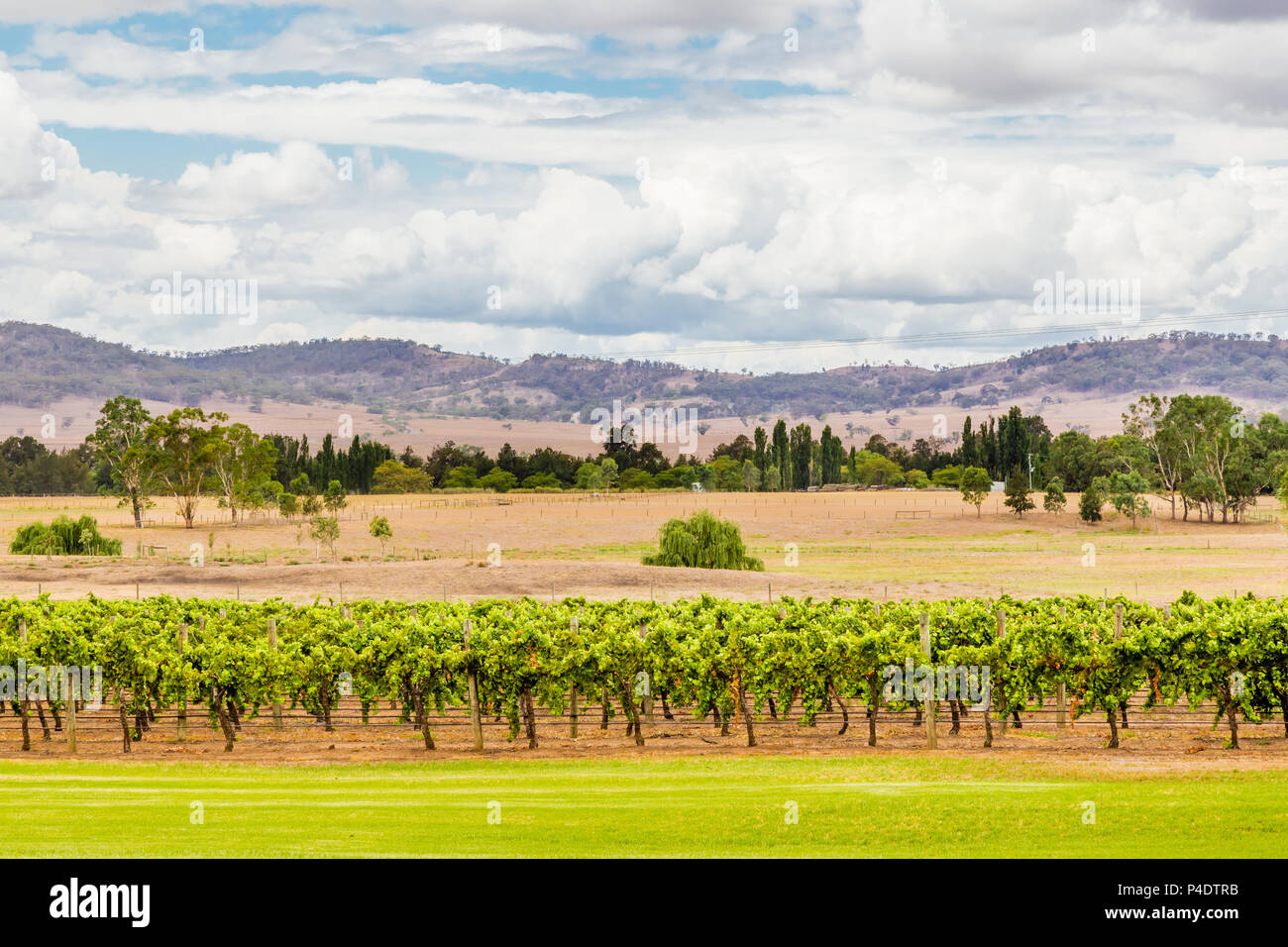 Vista di vigne e campagna in corrispondenza dei due fiumi Hunter Valley vini. Denman, NSW, Australia. Foto Stock