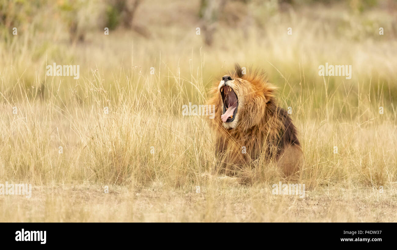 Giovani maschi adulti leone ruggisce o sbadigli, nell'erba lunga del Masai Mara, Kenya. Foto Stock