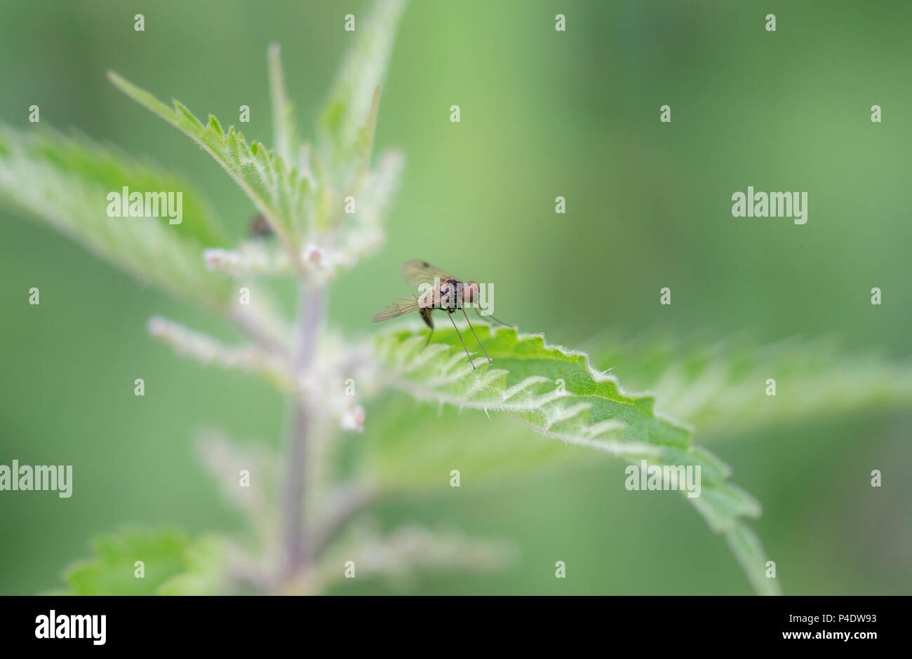 Un piccolo rosso eyed mosca della frutta seduti su un ortica Foto Stock