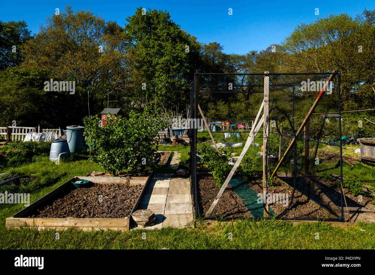 Un tipico Allotment, Derby, West Sussex, in Inghilterra Foto Stock