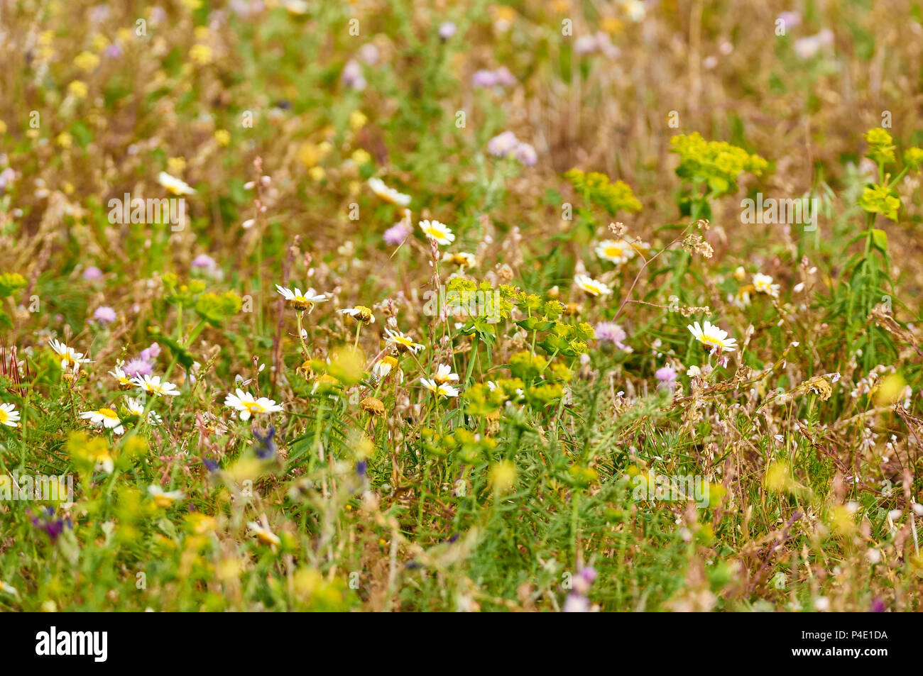 Blooming campo completo di una varietà di fiori colorati in primavera a Can Marroig nel Parco Naturale di Ses Salines (Formentera, isole Baleari, Spagna) Foto Stock