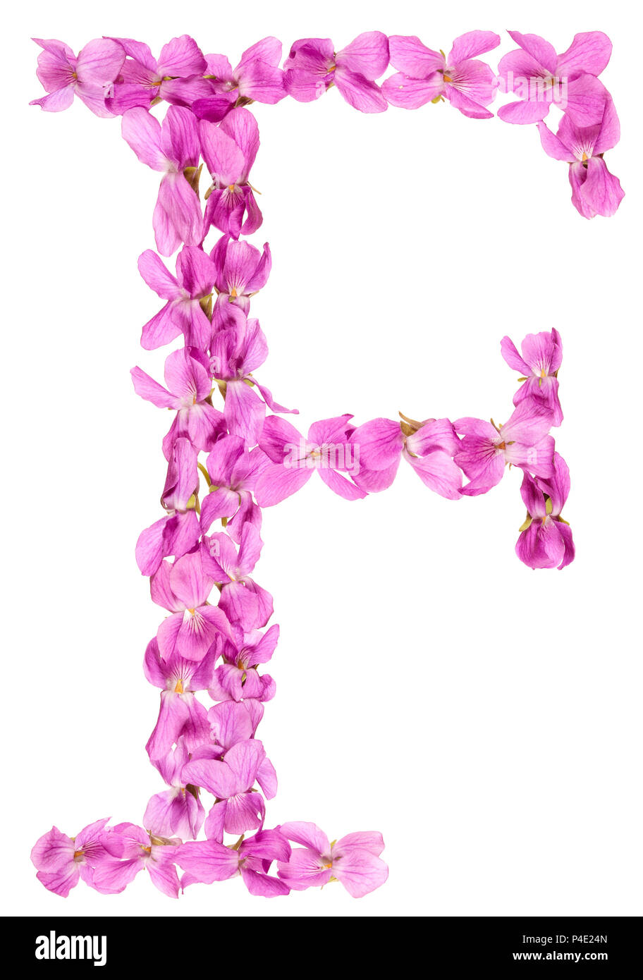 Lettera F da alfabeto da fiori di violetta, isolati su sfondo bianco Foto Stock Lettera F da alfabeto da fiori di violetta, isolati su sfondo bianco Foto Stock