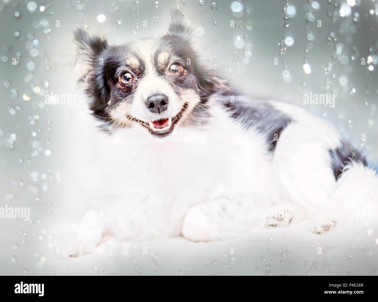 Piuttosto nero e cane bianco su sfondo sfocato Foto Stock