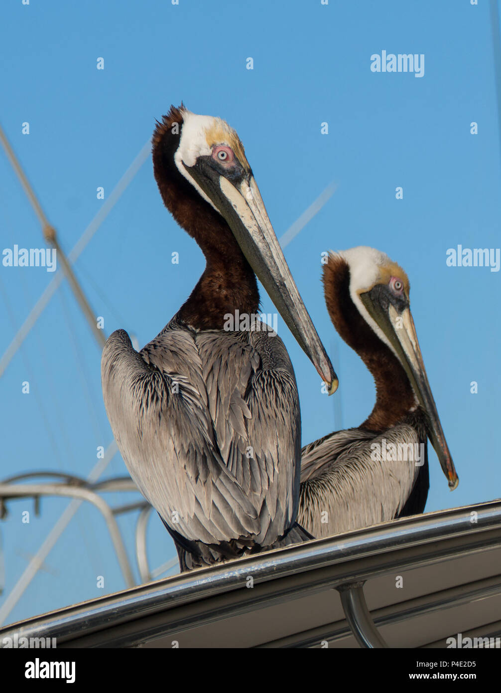 Due pellicani guarda per cibo a un dock di Port Canaveral Florida Foto Stock