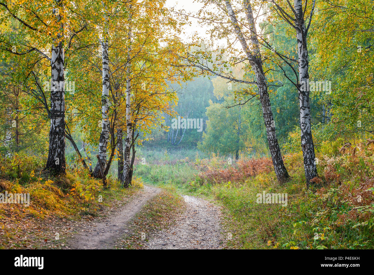 Foresta di autunno. Foto Stock