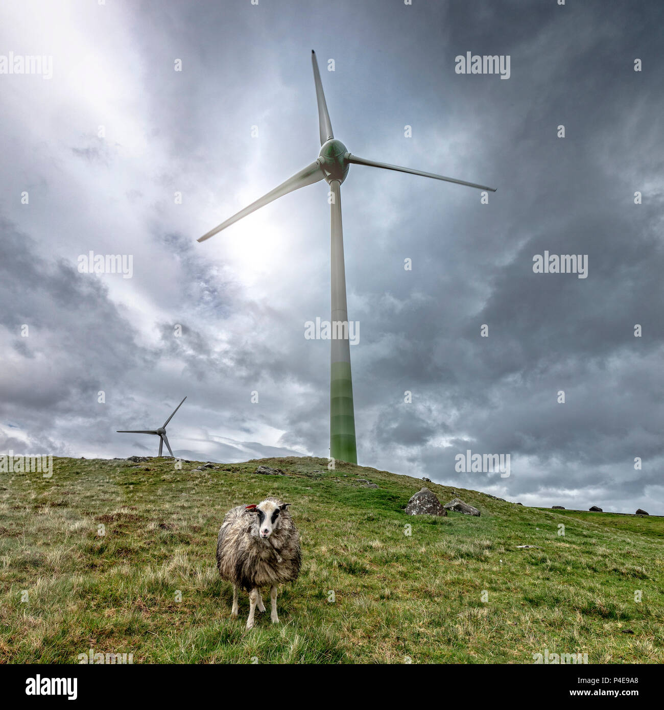 Fattoria Vento e pecore solitaria in isole Faroe Foto Stock