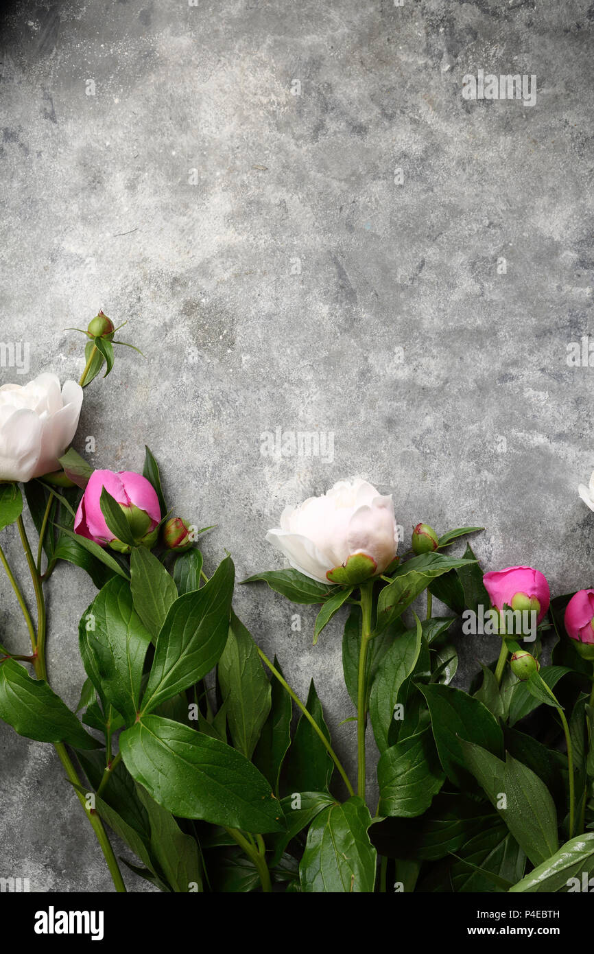 Bianco e peonie rosa su sfondo grigio, fiori Foto Stock