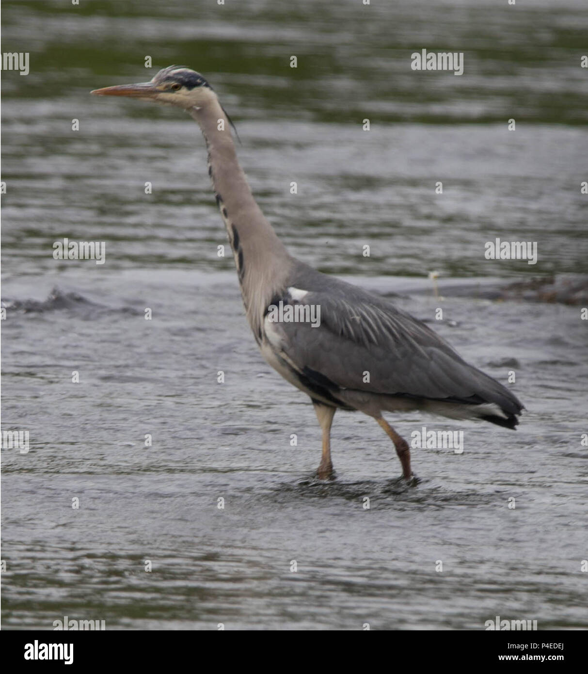 Pesca dell'Airone Foto Stock