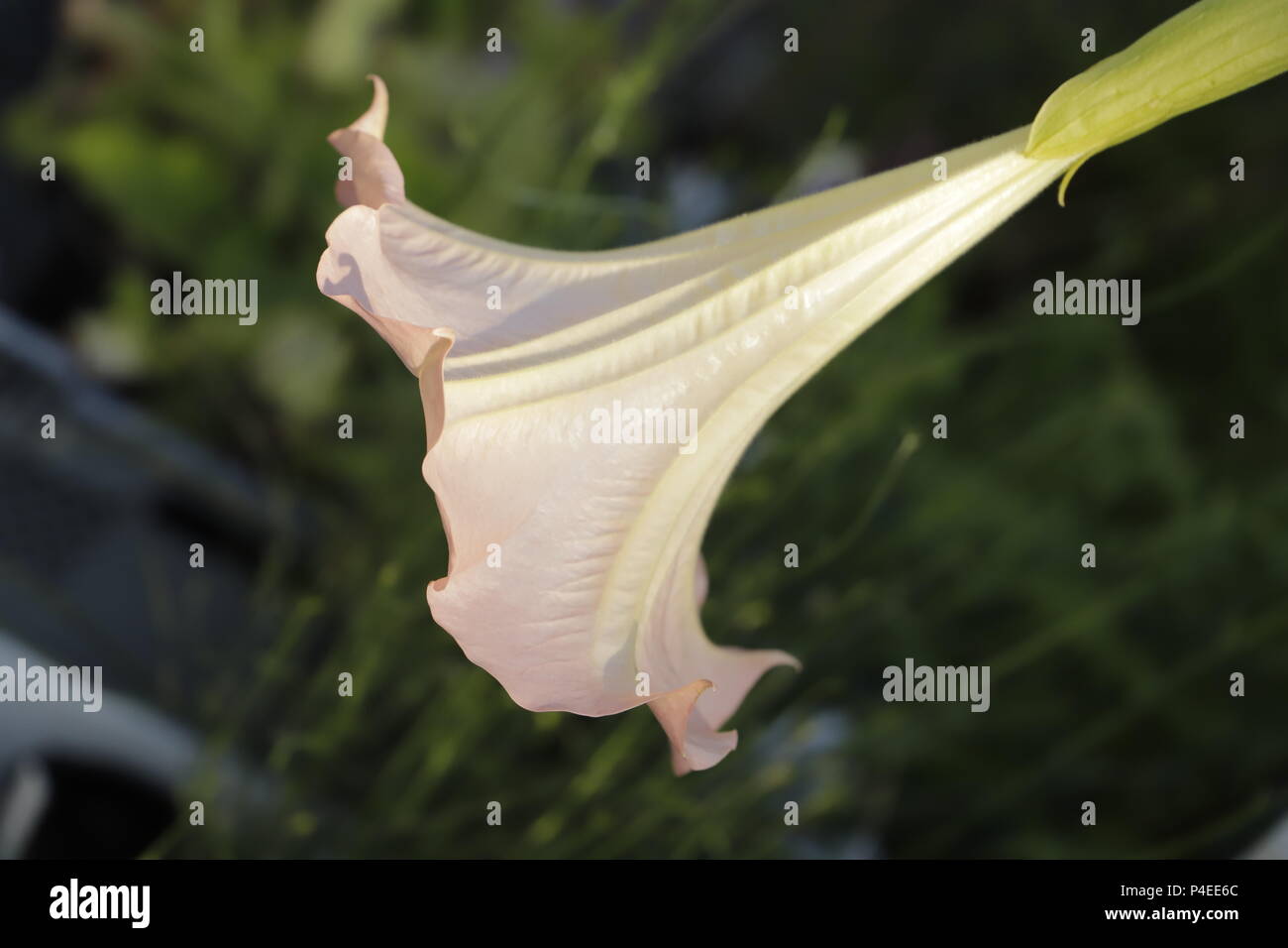 Datura o devil's trombe fiori, belle grandi fiori Foto Stock