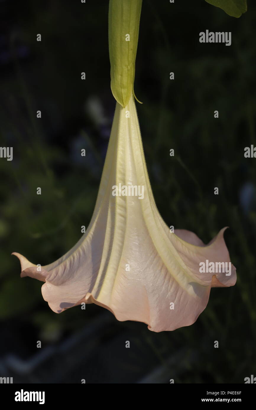 Datura o devil's trombe fiori, belle grandi fiori Foto Stock