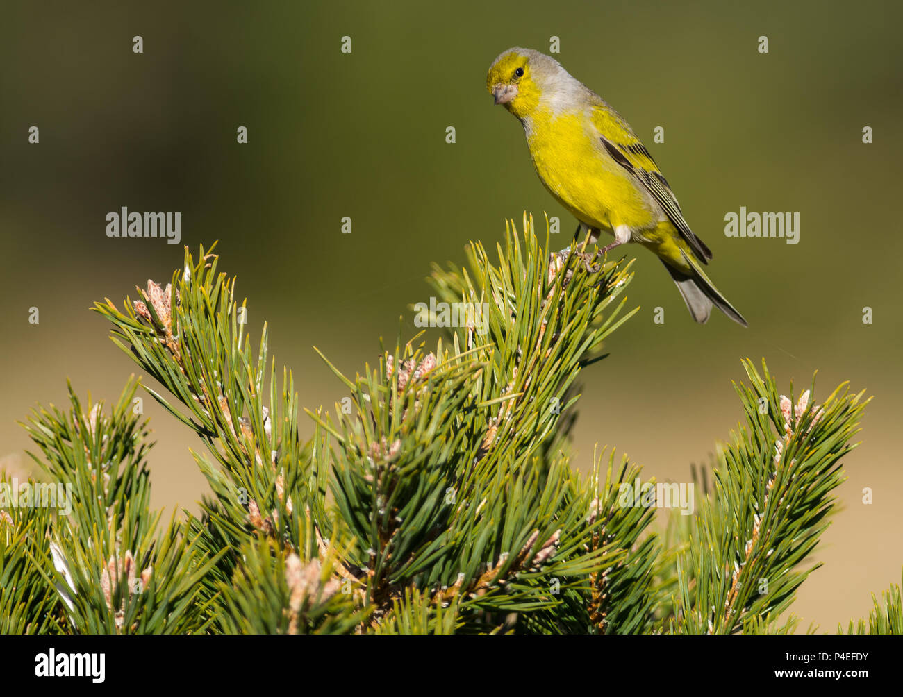 Un maschio citril finch appollaiato su un ramoscello di pino. Foto Stock