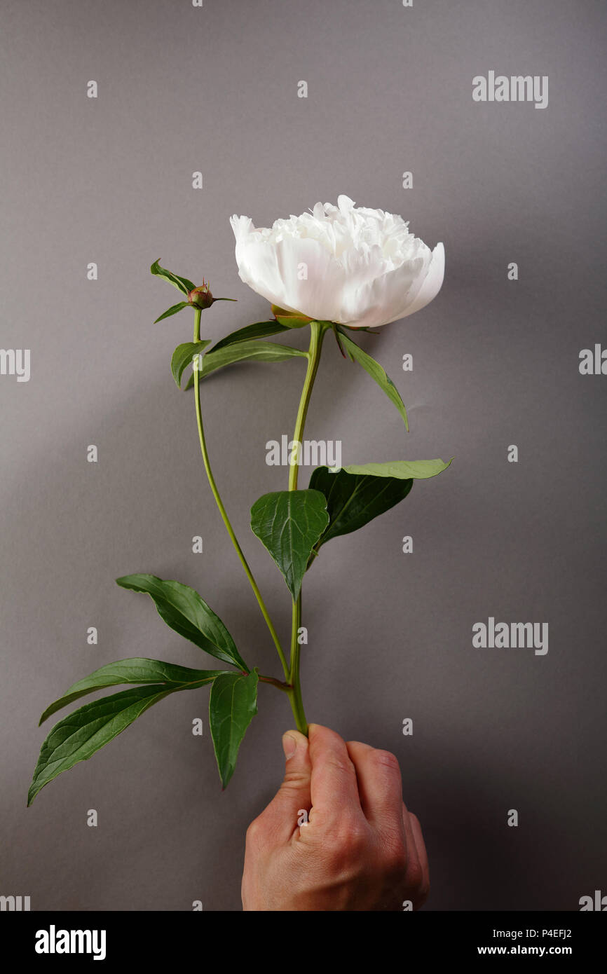 Peonia bianca in mano, concetto di fiori Foto Stock