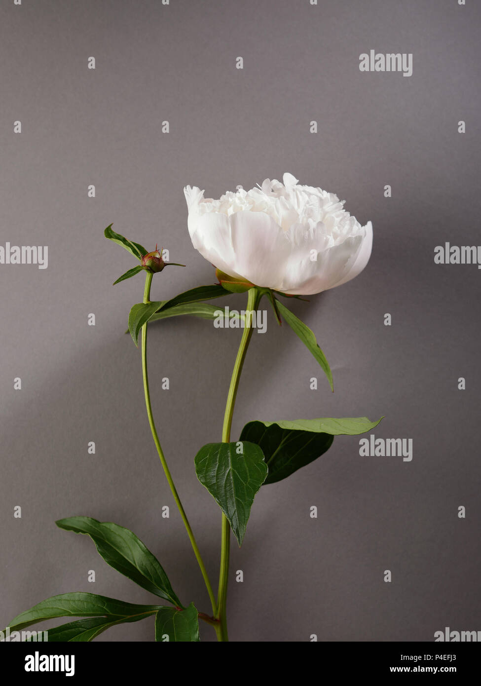 White peony top view, fiori Foto Stock