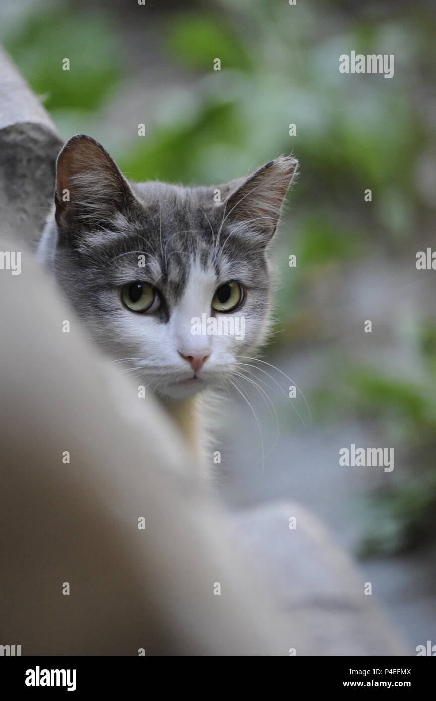 Funny cute cat street stray-occhi di gatto occhio verde-occhi grandi occhi aperti a fissare la fotocamera Foto Stock