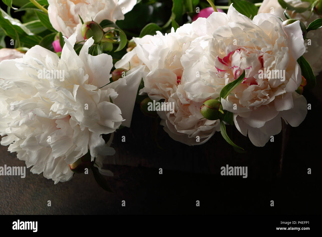 Fiore di peonie, fiori di close-up Foto Stock