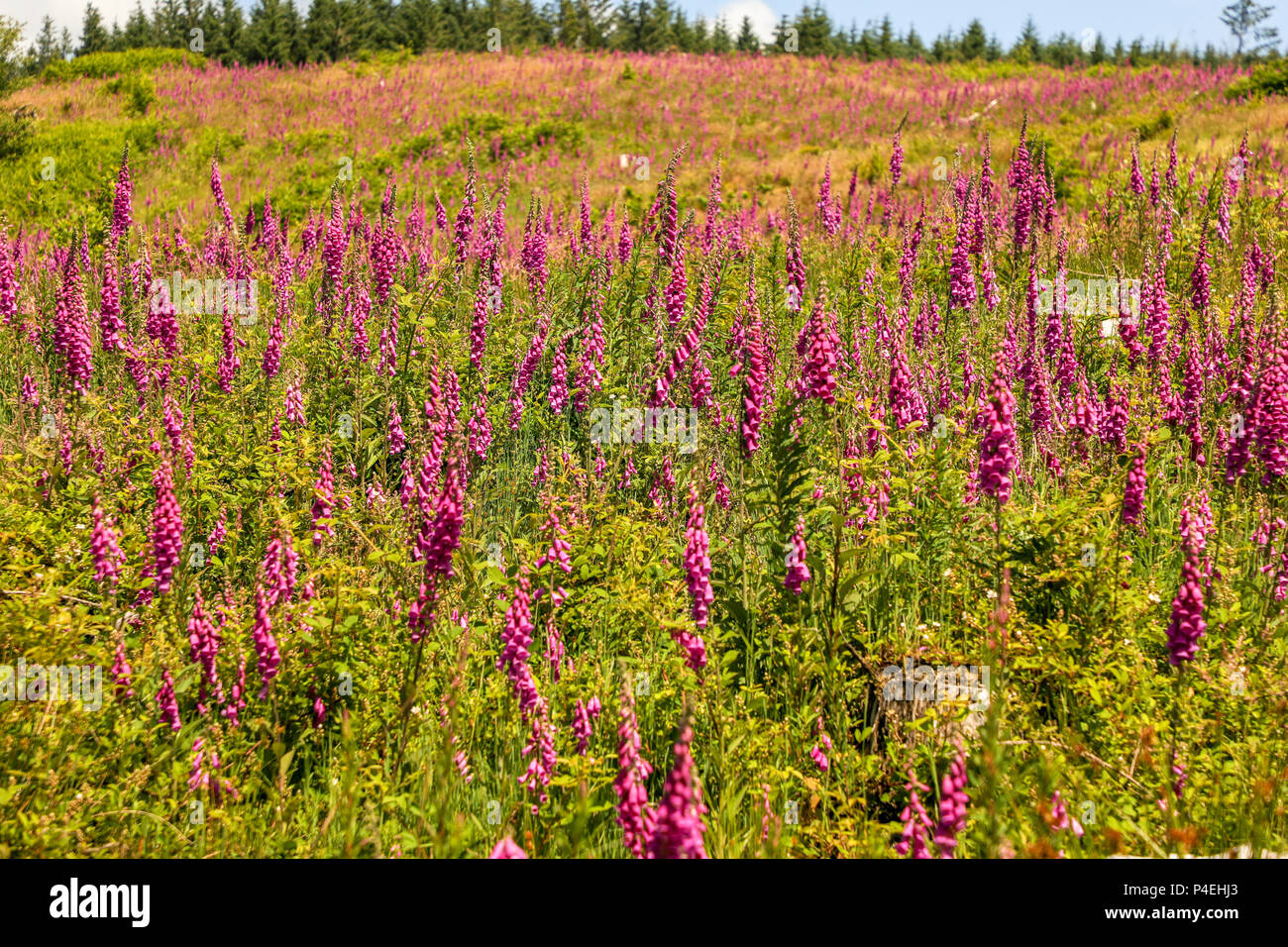 Fox guanto, Digitalis purpurea, fiori in fiore, Parco Nazionale di Brecon Beacons, Galles. Foto Stock