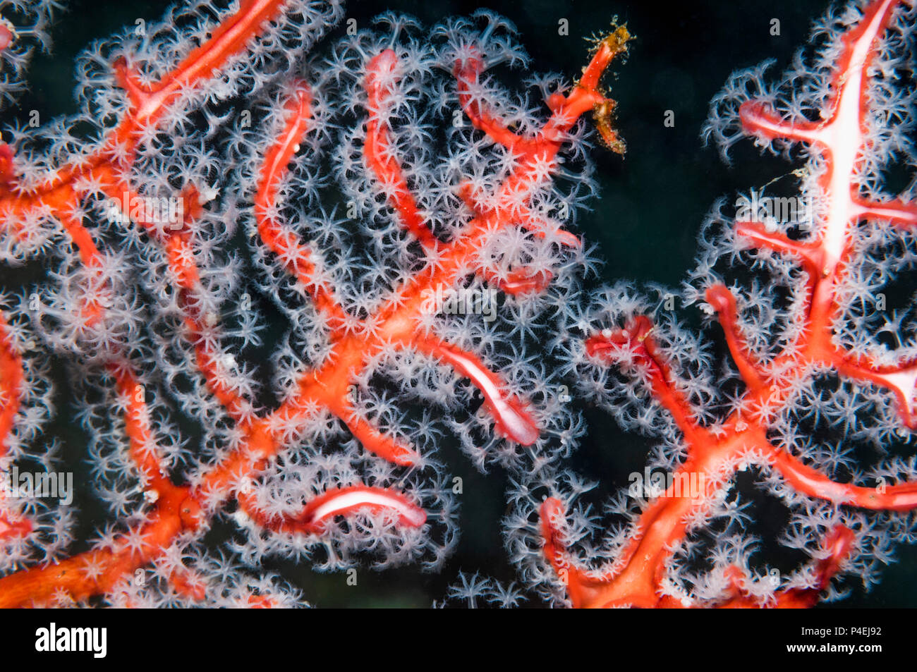 Di gorgonie e coralli della ventola - Solenocaulon akalyx. Papua occidentale, in Indonesia. Foto Stock