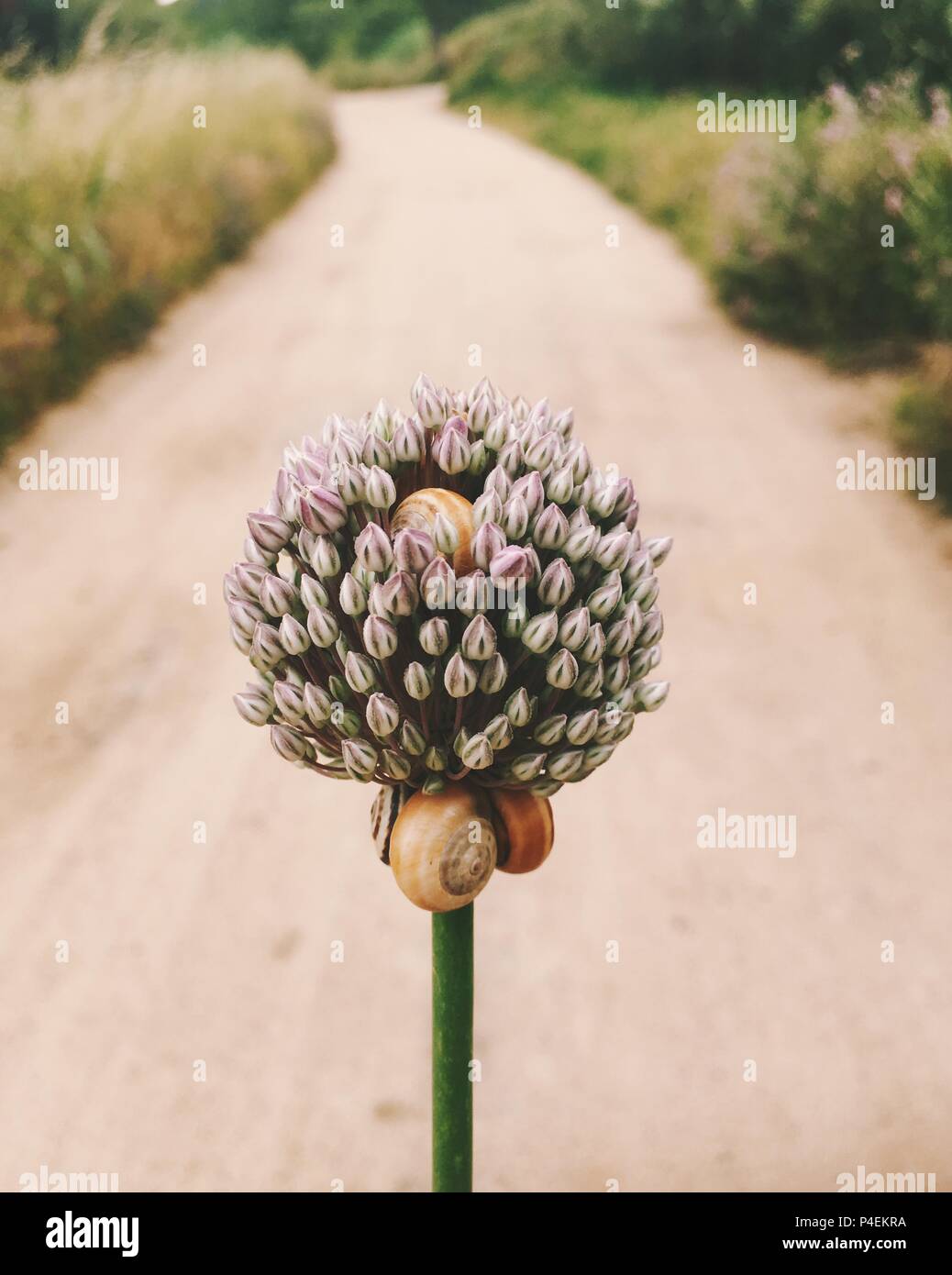 Lumache su un fiore Foto Stock