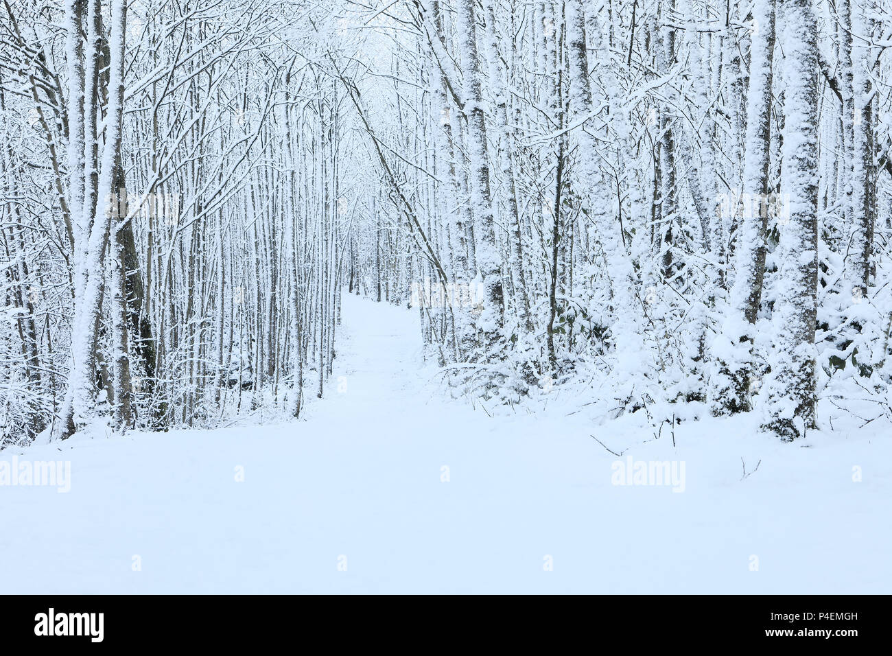 Foresta invernale sulla neve, Cootehill, Irlanda Foto Stock