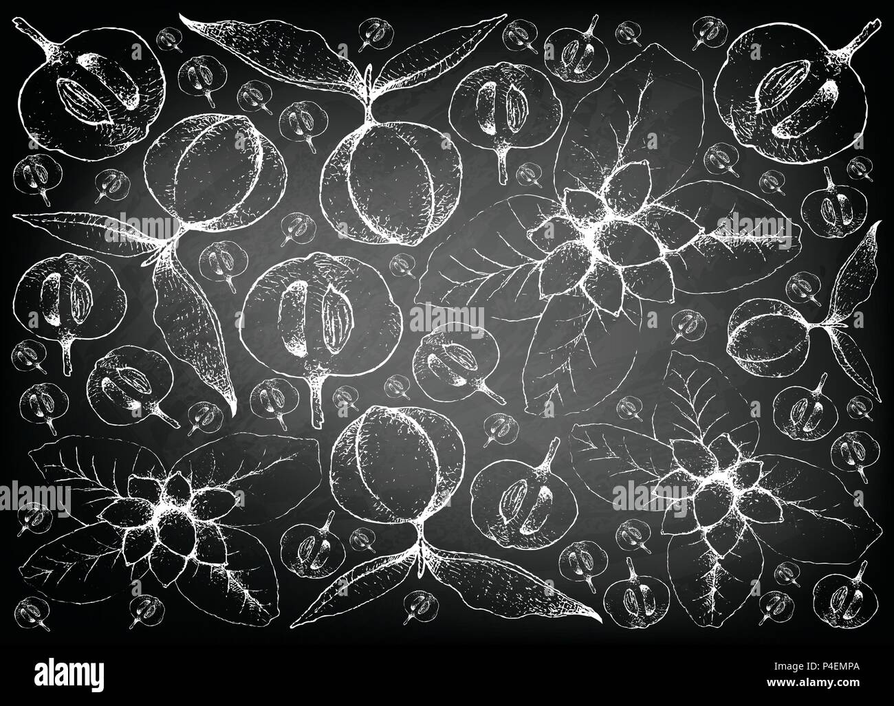 La frutta tropicale, immagine di sfondo di mano il bozzetto Ellipeiopsis Cherrevensis e Diospyros Blancoi velluto o frutti di Apple su nero Illustrazione Vettoriale