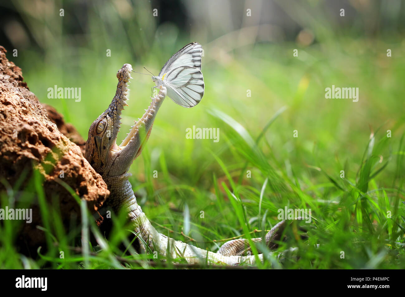 Farfalla di atterraggio su un coccodrillo sulla bocca Foto Stock
