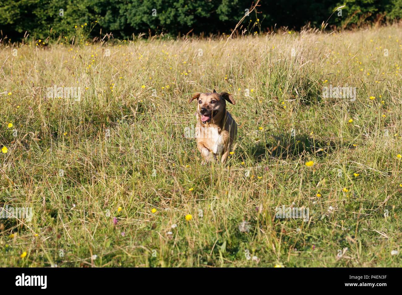 Piccolo cane che corre attraverso il campo di erba alta Foto Stock