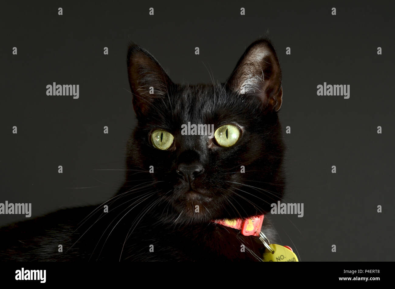 Gatto nero con gli occhi verdi che indossa un collare, contro uno sfondo grigio. Foto Stock