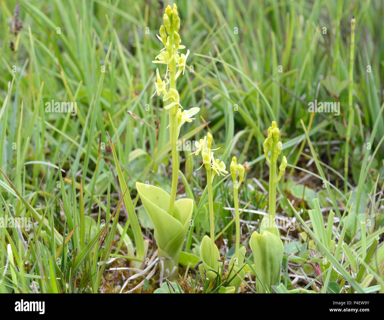 Fen orchidee Liparis loeselii naturale Kenfig Riserva Naturale Bridgend Galles Cymru REGNO UNITO Foto Stock