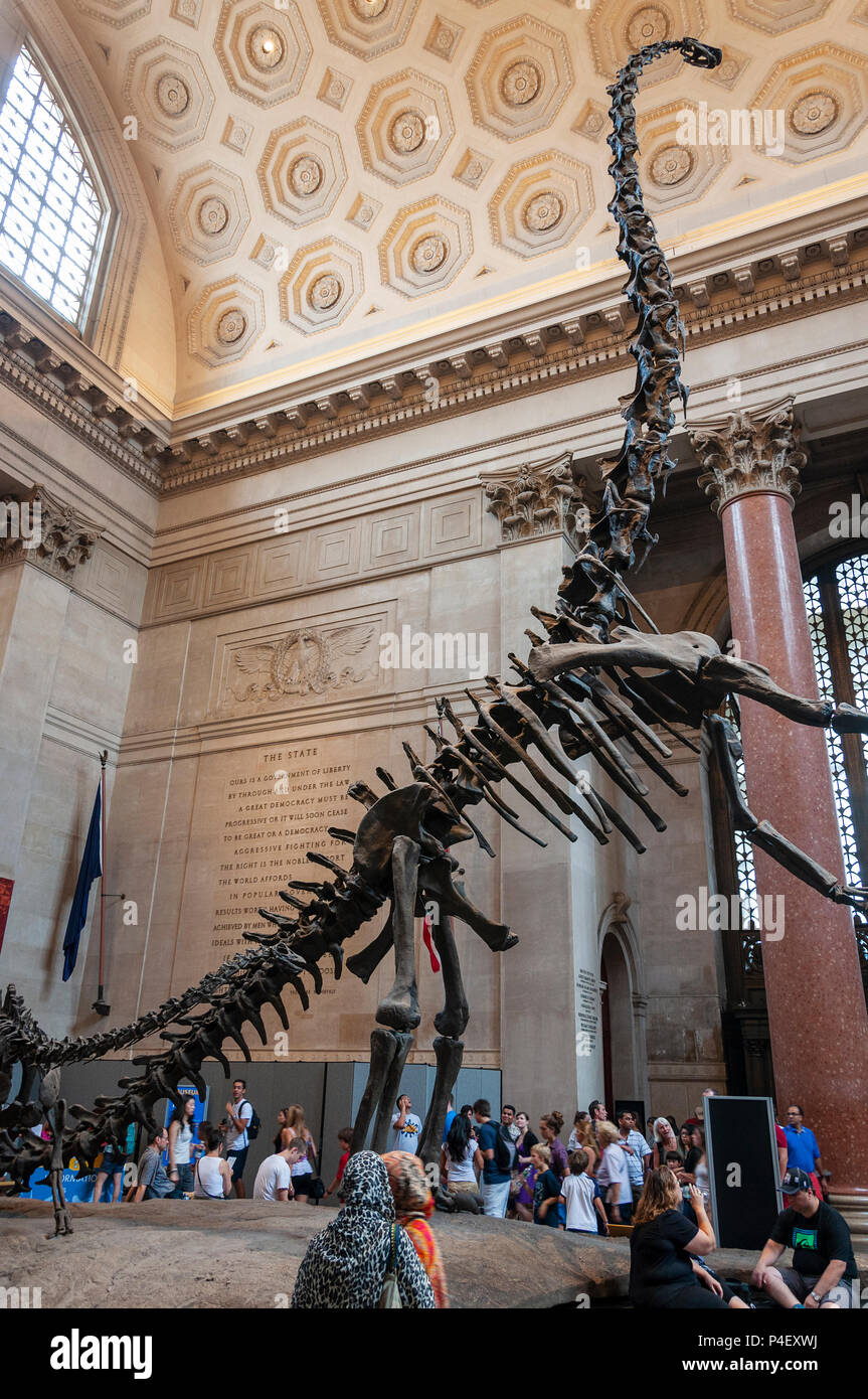 La città di New York, Stati Uniti d'America - 6 Giugno 2010: la gente alla Theodore Roorevelt rotonda per il Museo Americano di Storia Naturale, guardando il Barosaurus skele Foto Stock