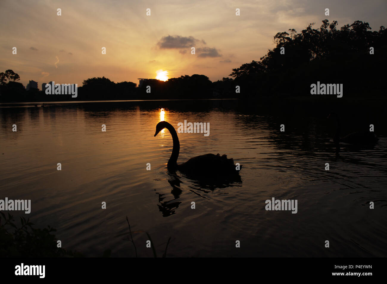 Tramonto nel Parco di Ibirapuera a Sao Paulo in Brasile. Un posto stupendo per rilassarsi e per godere della natura e della vita selvaggia e un buon libro. Foto Stock