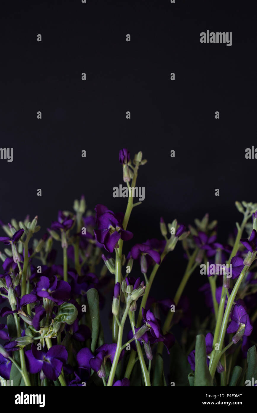 Viola Matthiola Incana raggiungendo su uno sfondo scuro, noto anche come Tenweeks Stock o annoso Stock di piante fiorite Foto Stock