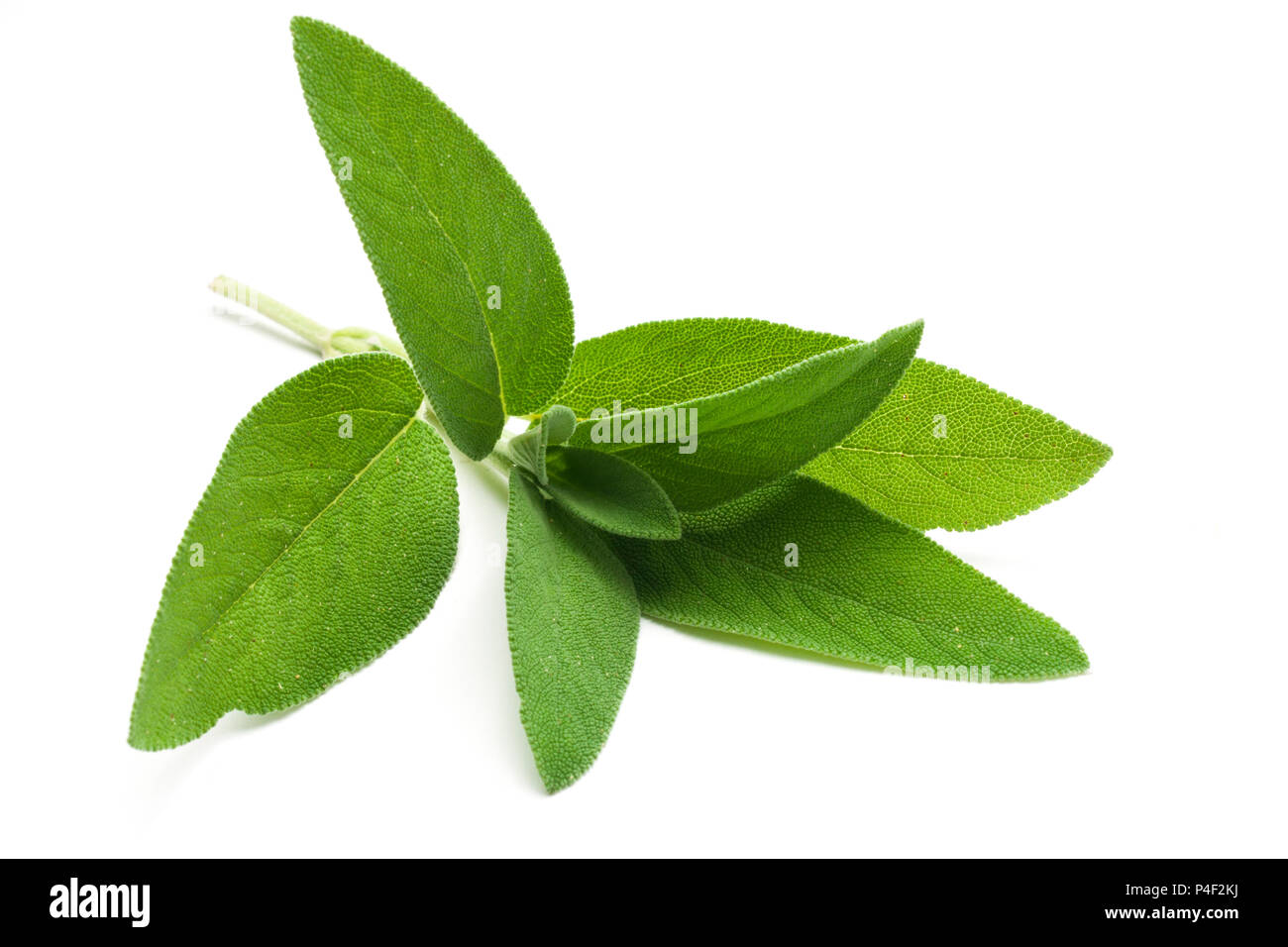 Comune di salvia (Salvia officinalis) impianto isolato su sfondo bianco Foto Stock