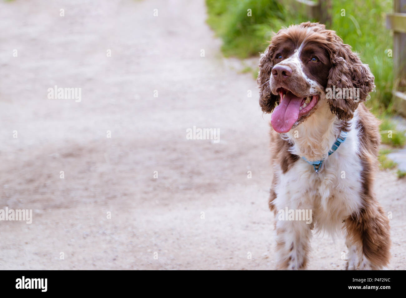 Un fegato e di razza bianca English Springer Spaniel cane guardando il proprietario con la bocca aperta sul percorso del parco. Foto ha spazio copia. Foto Stock