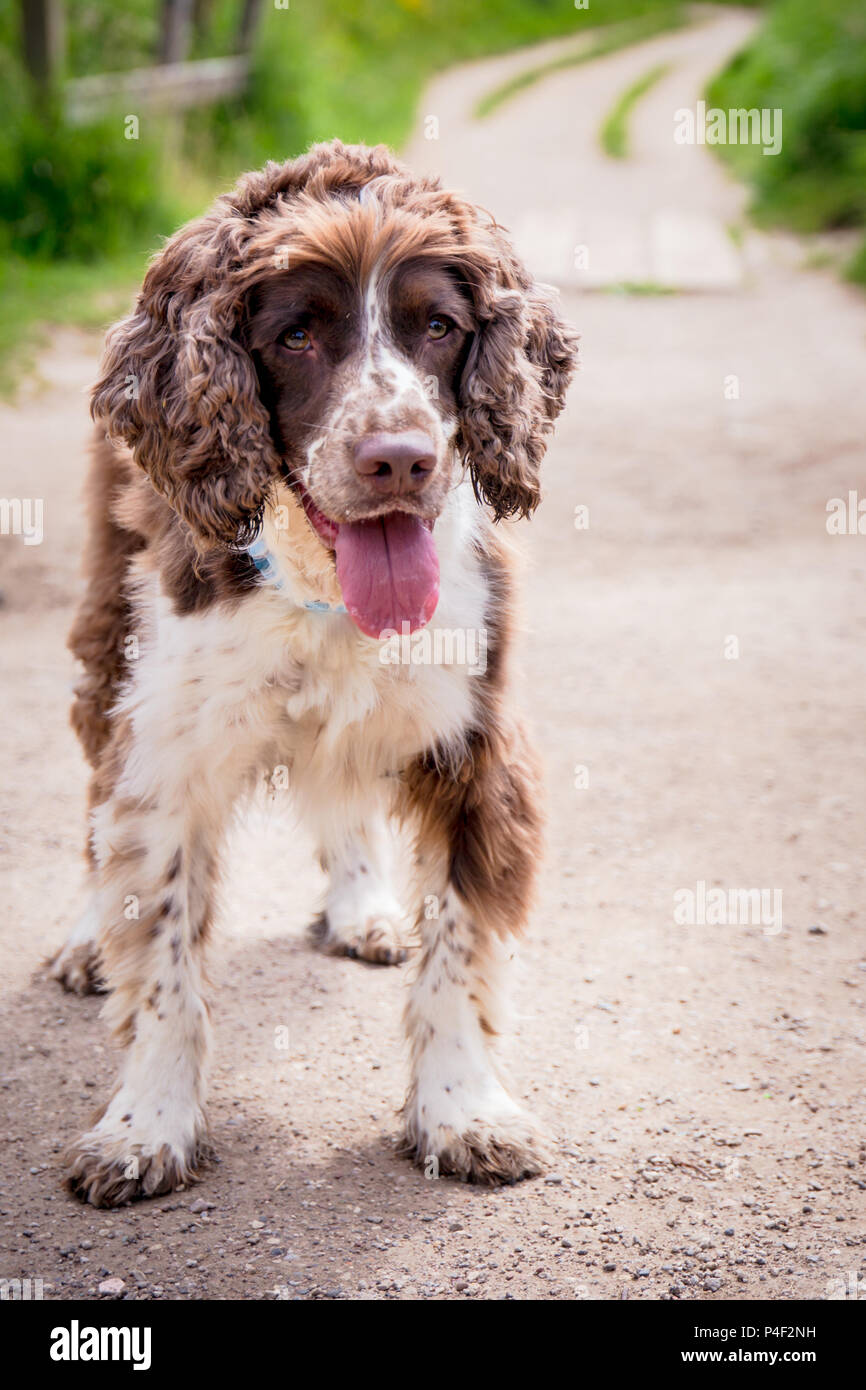 Un marrone e bianco di razza English Springer Spaniel cane in piedi e guardare in avanti con la bocca aperta sul percorso del parco. Foto Stock