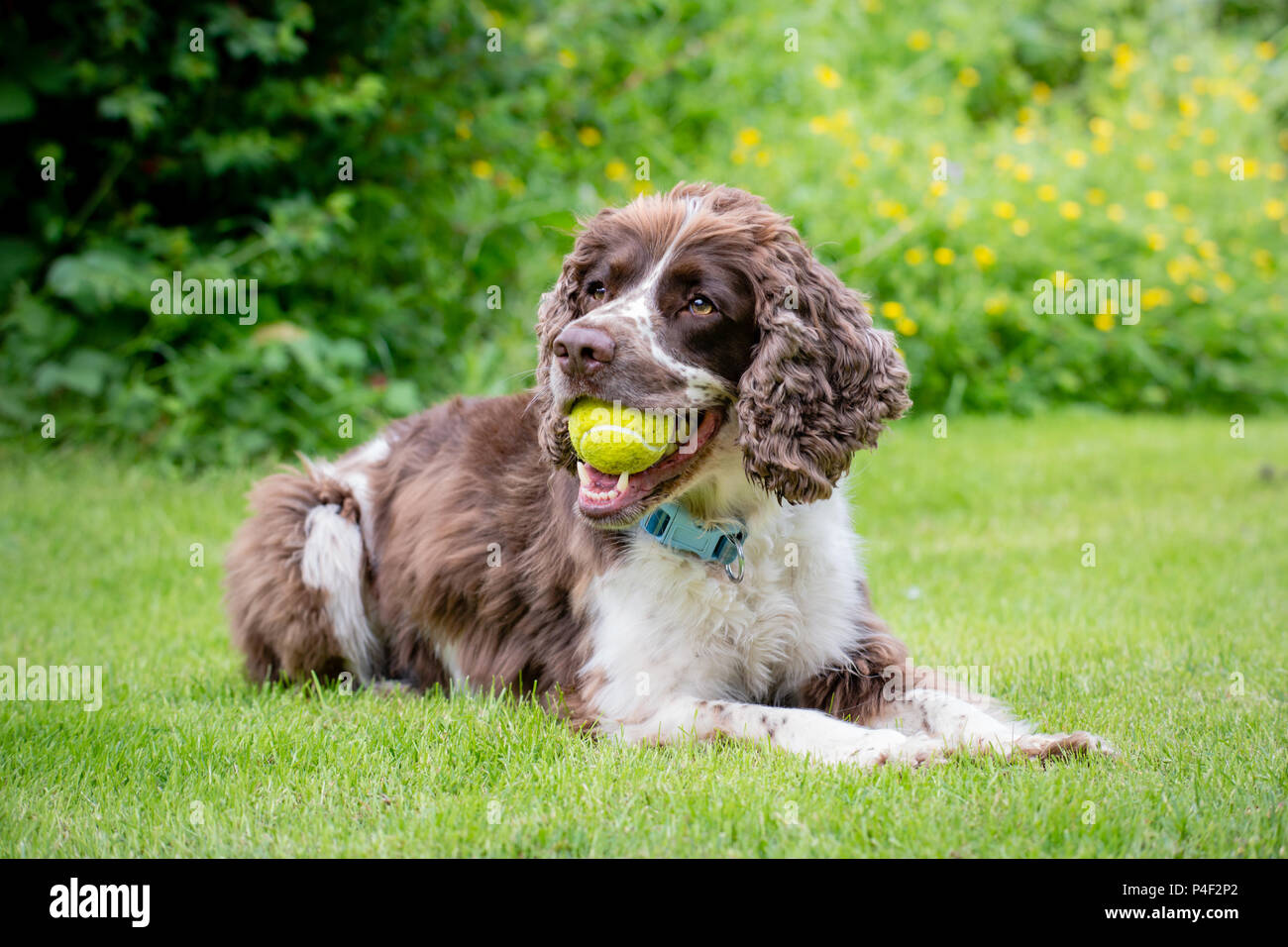 Un fegato e di razza bianca English Springer Spaniel cane sdraiato nel campo o in giardino con palla da tennis nella sua bocca. Foto Stock