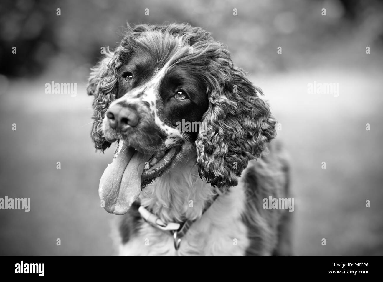 Una razza English Springer Spaniel cane con la bocca aperta. Molto leggera profondità di campo con sfondo sfocato e artistiche in bianco e nero (B&W) Foto Stock