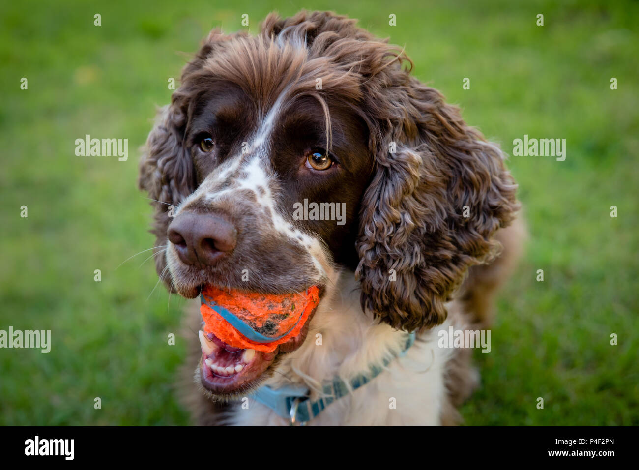 Un marrone e bianco di razza English Springer Spaniel cane sdraiato nel campo o in giardino con un luminoso palla da tennis nella sua bocca. Close-up verticale. Foto Stock