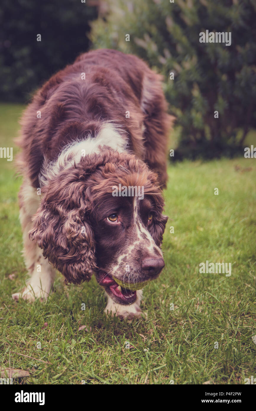 Un marrone e bianco di razza English Springer Spaniel cane con grandi occhi & Tennis palla in bocca in un giardino. Verticale di orientamento verticale con il filtro Foto Stock