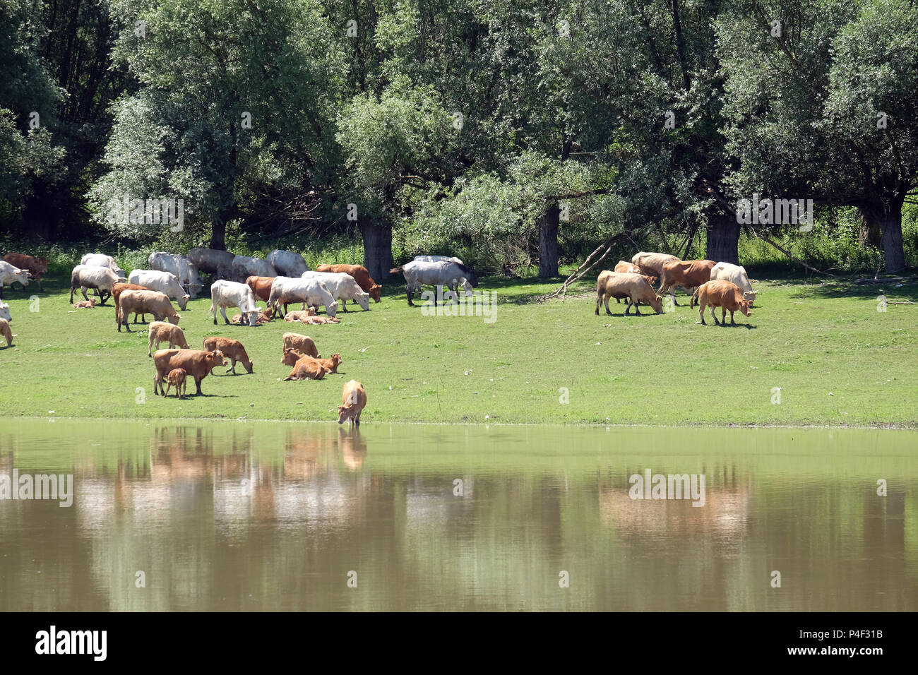 Il bestiame pascola sulle rive del fiume Sava in Lonjsko polje, Croazia Foto Stock