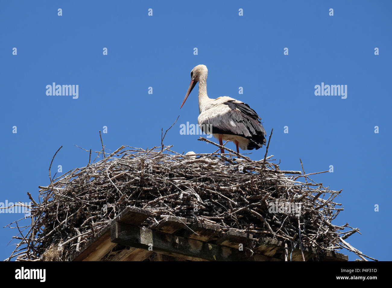 Cicogna bianca e nido sulla sommità del ristrutturato case di legno nella Comunità stork village Cigoc, Croazia Foto Stock