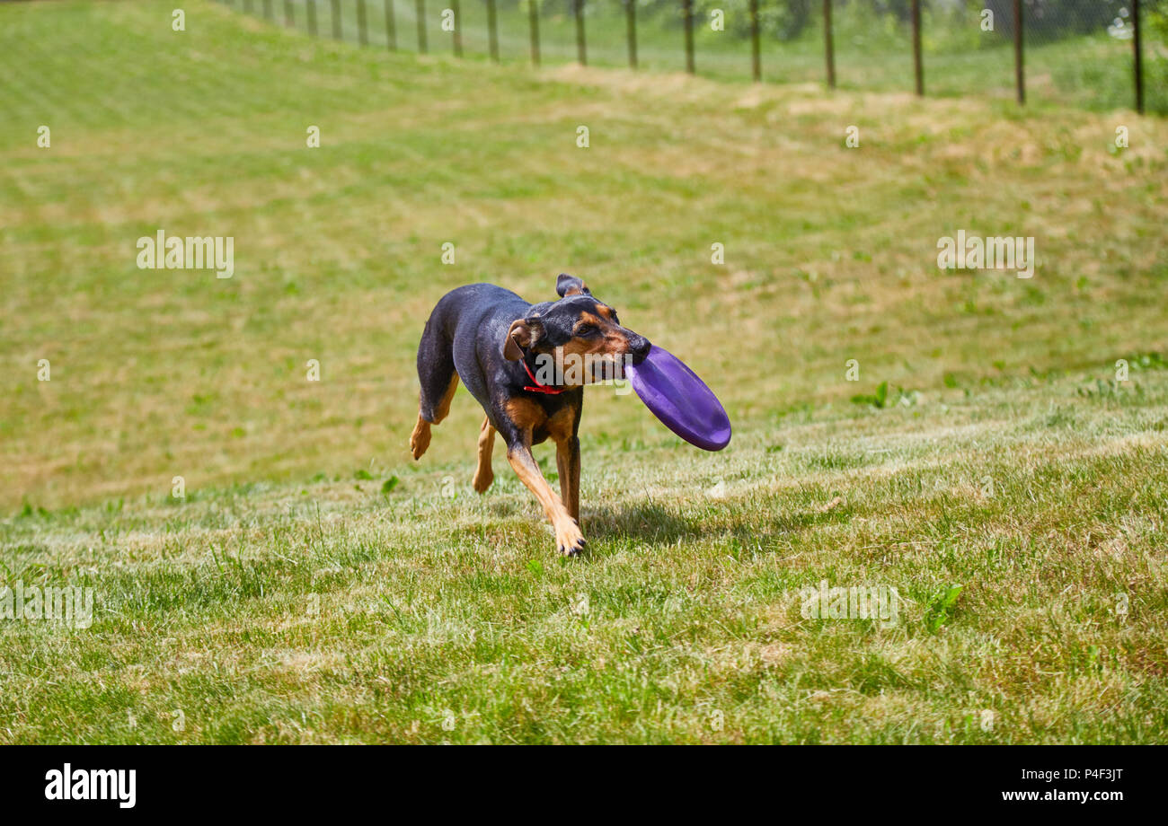 Happy dog in esecuzione con catturati durante il gioco frisbee in ganasce sul verde appena falciata prato Foto Stock