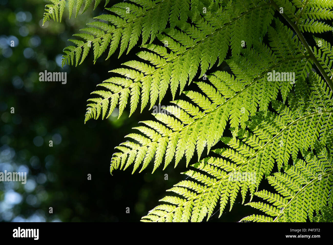 Dicksonia antarctica. Tree fern frond pattern Foto Stock