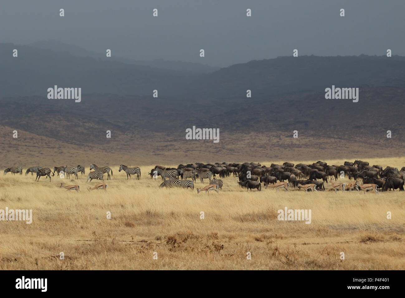 La fauna selvatica nel cratere di Ngorongoro Foto Stock