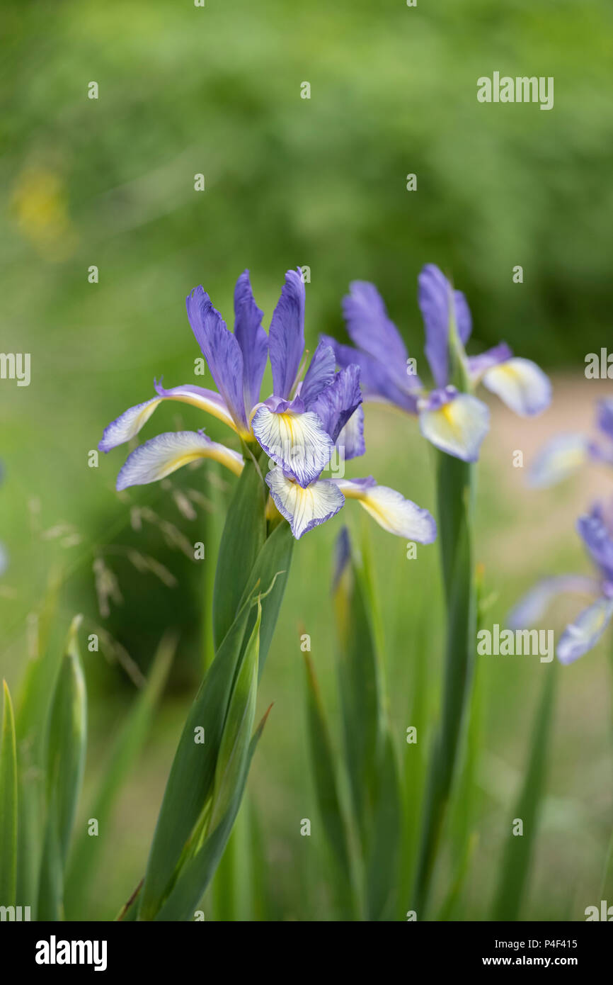 Olandese Iris. Iris hollandica 'Blue lassie' fiori Foto Stock