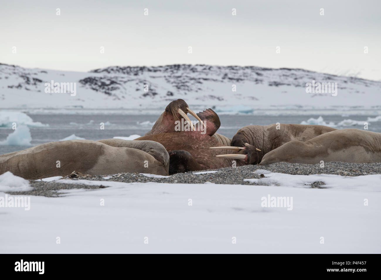 Norvegia Isole Svalbard, Nordaustlandet, Austfonna. Tricheco (Odobenus rosmarus) tirata fuori sulla spiaggia rocciosa. Foto Stock